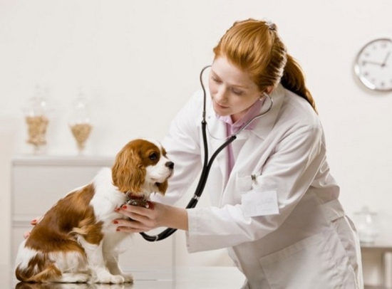 Đăng ký nhãn hiệu cho dịch vụ thú y